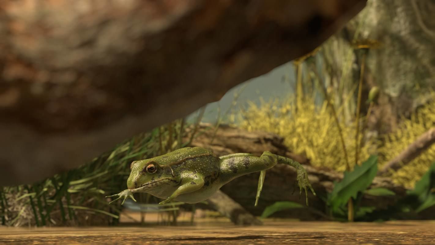 Frogs frog Low-poly 3D model_39