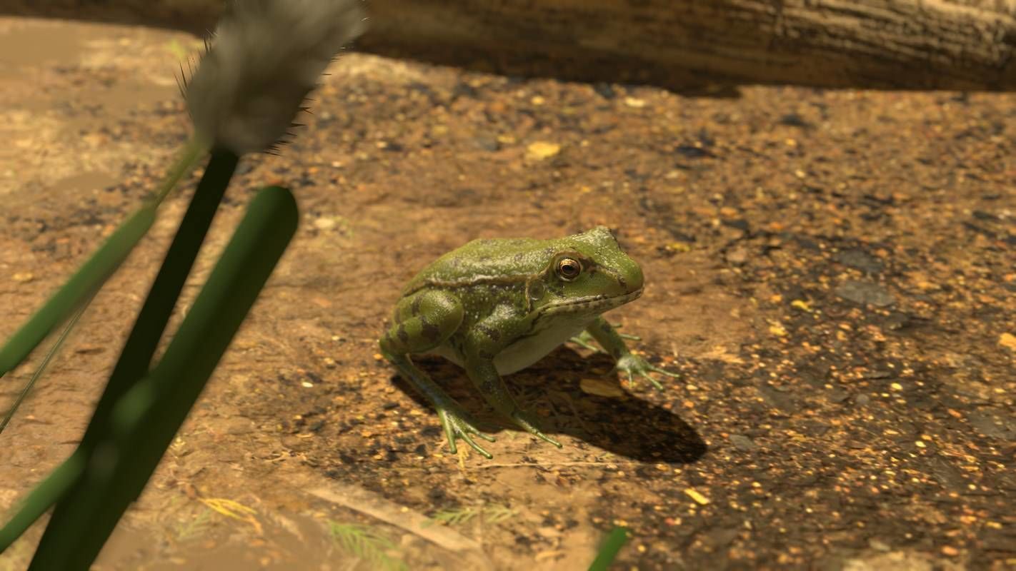 Frogs frog Low-poly 3D model_30