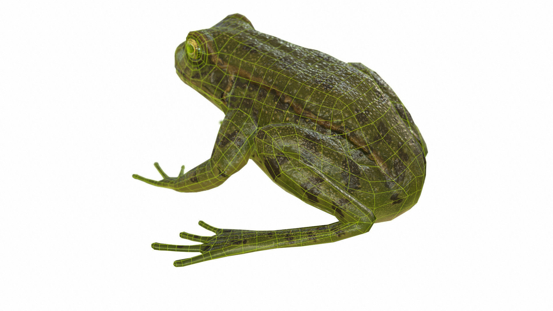 Frogs frog Low-poly 3D model_69