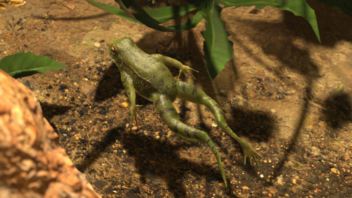 Frogs frog Low-poly 3D model_41