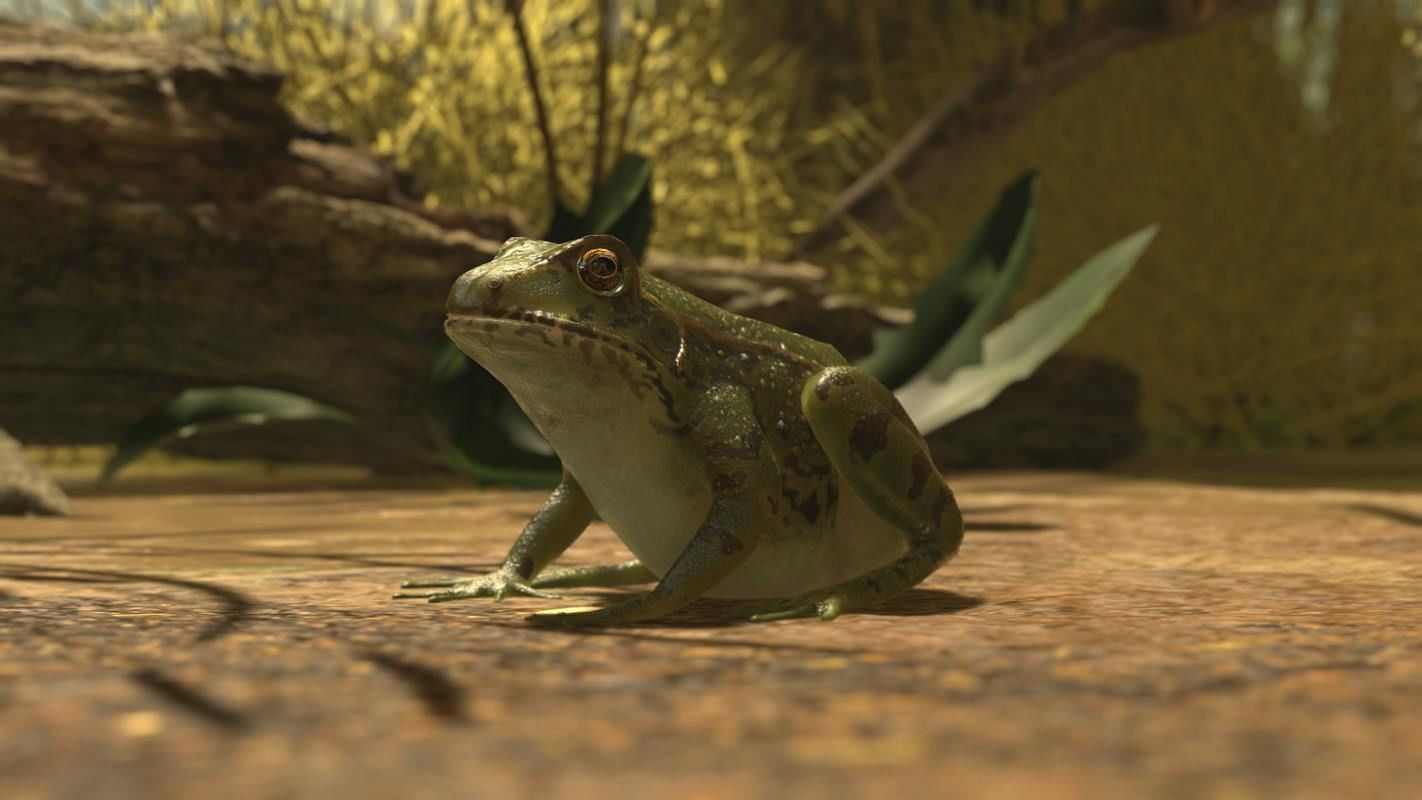 Frogs frog Low-poly 3D model_33