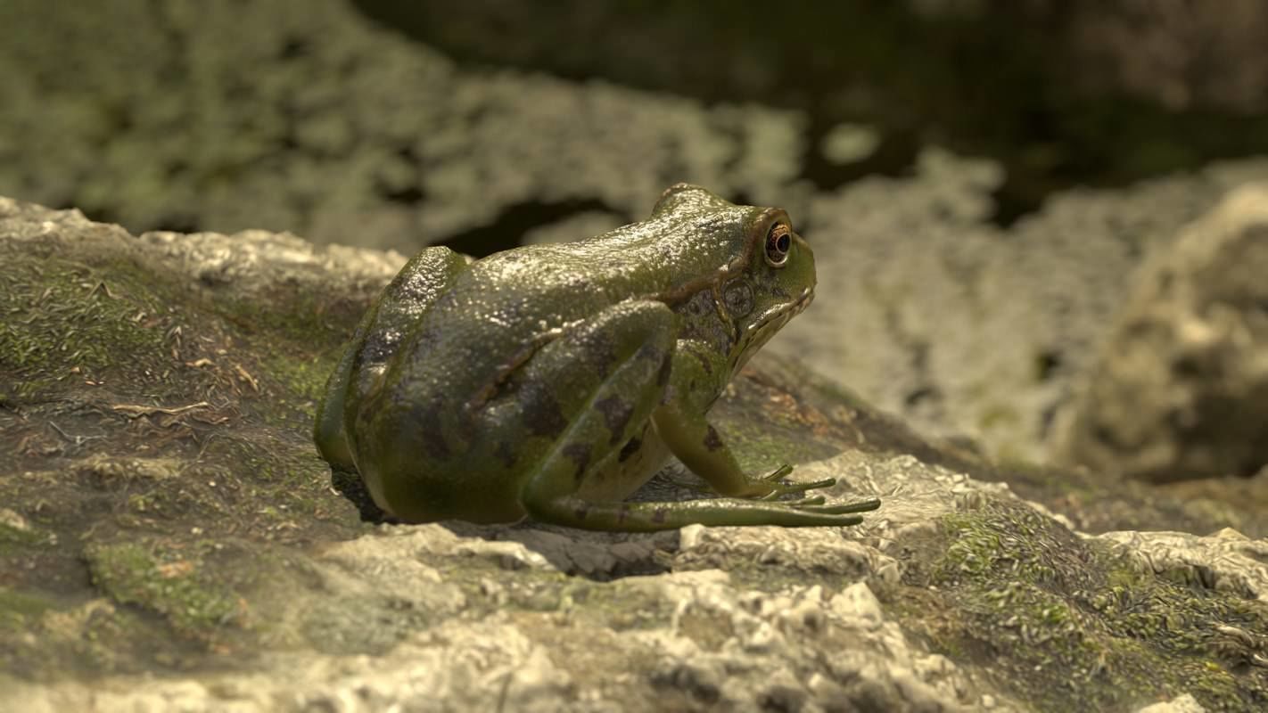 Frogs frog Low-poly 3D model_56