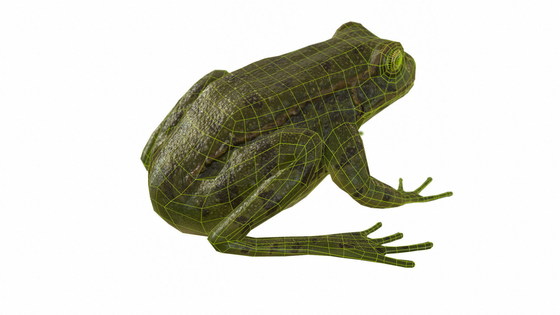 Frogs frog Low-poly 3D model_64