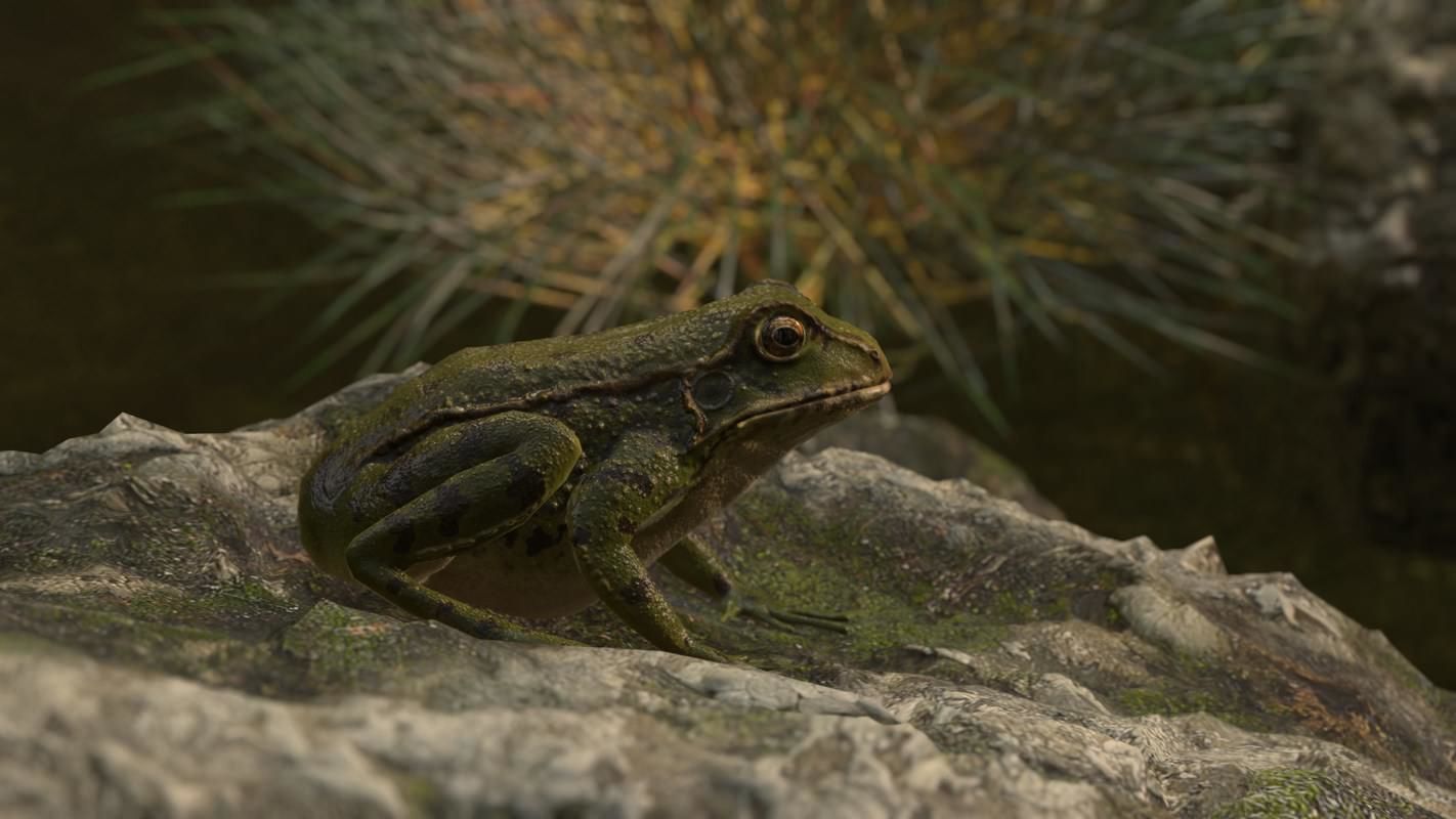 Frogs frog Low-poly 3D model_15