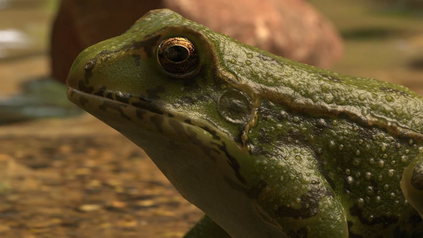 Frogs frog Low-poly 3D model_48