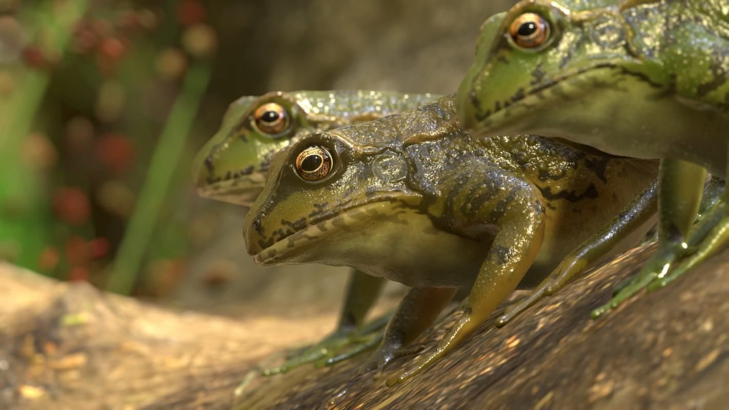 Frogs frog Low-poly 3D model_29