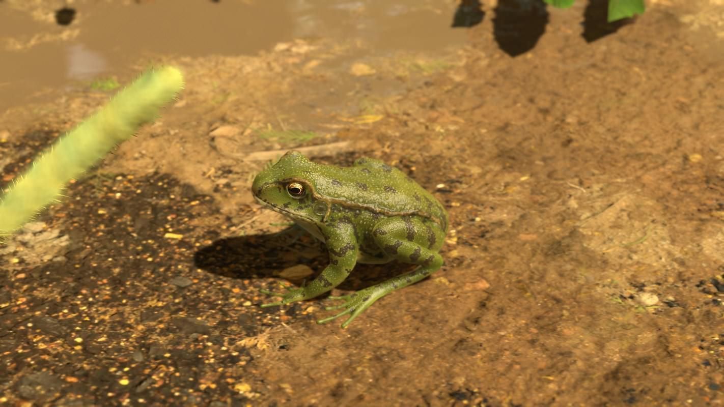Frogs frog Low-poly 3D model_28