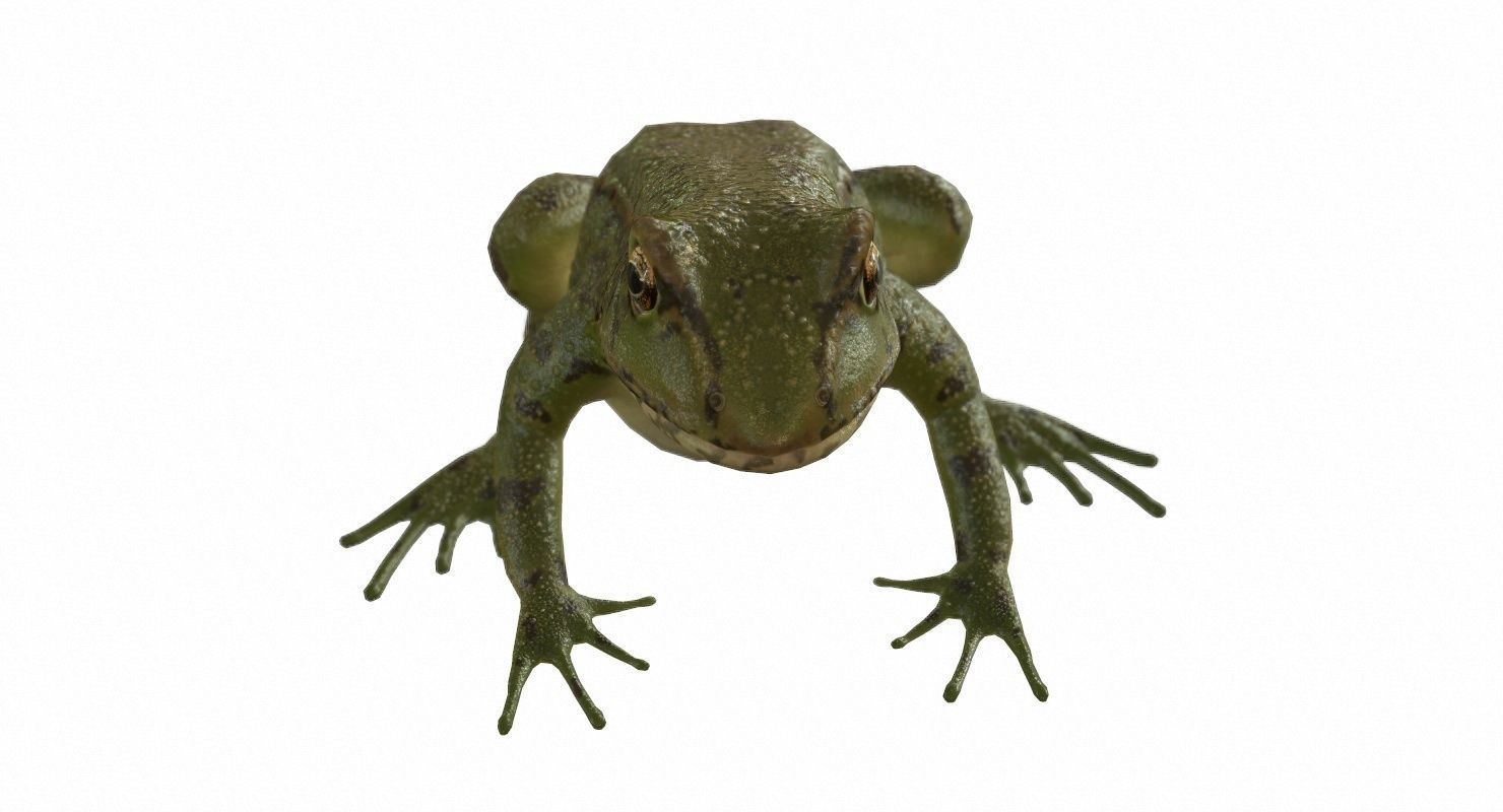 Frogs frog Low-poly 3D model_76