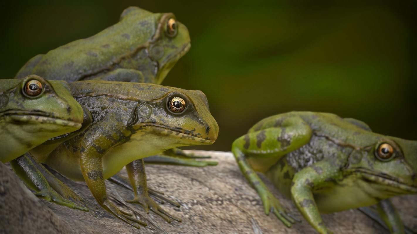 Frogs frog Low-poly 3D model_17