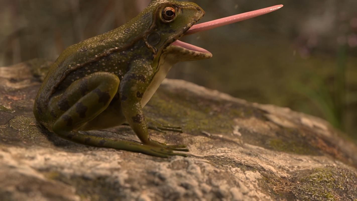 Frogs frog Low-poly 3D model_5