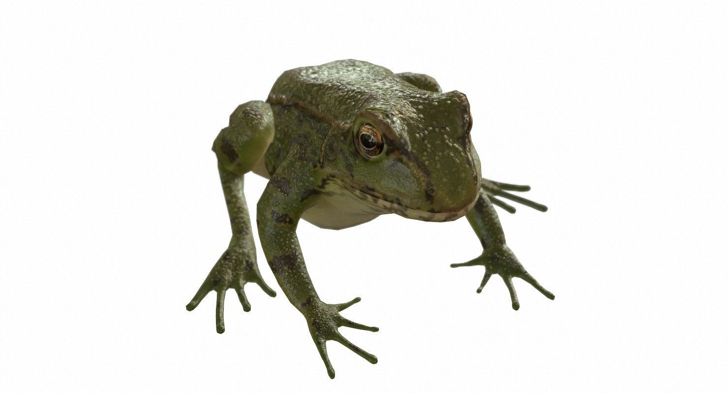 Frogs frog Low-poly 3D model_78