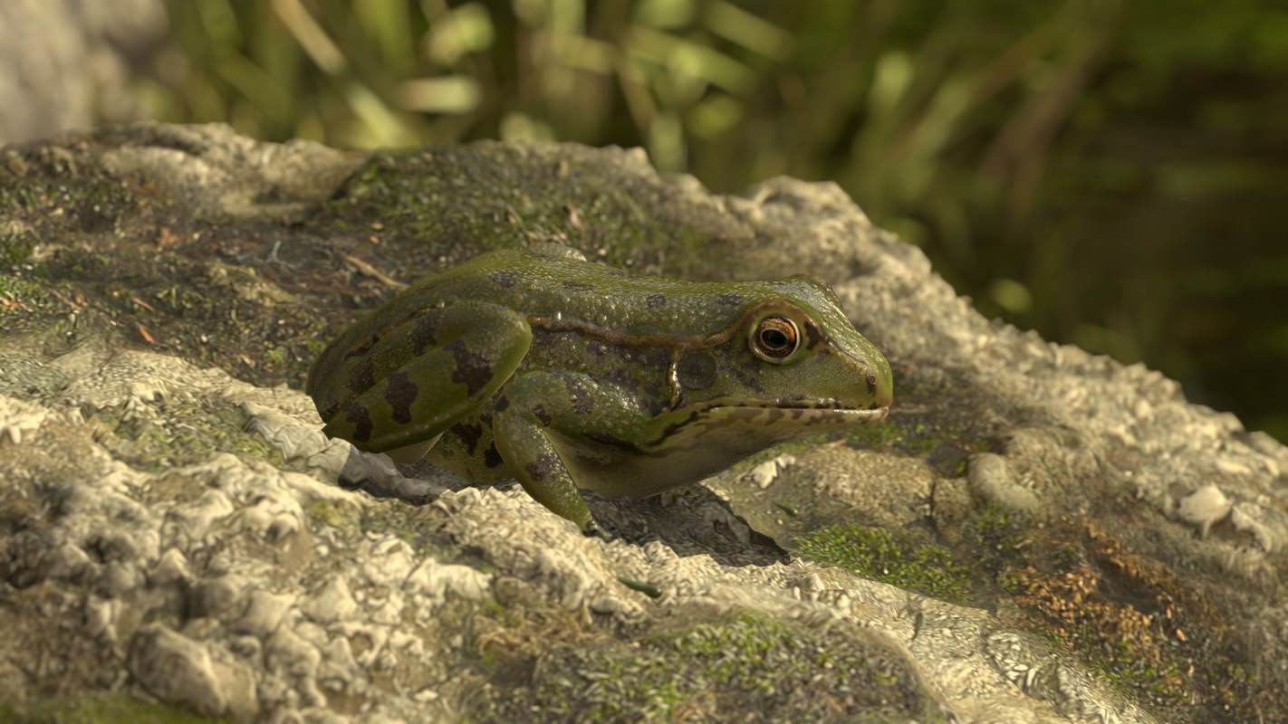 Frogs frog Low-poly 3D model_52