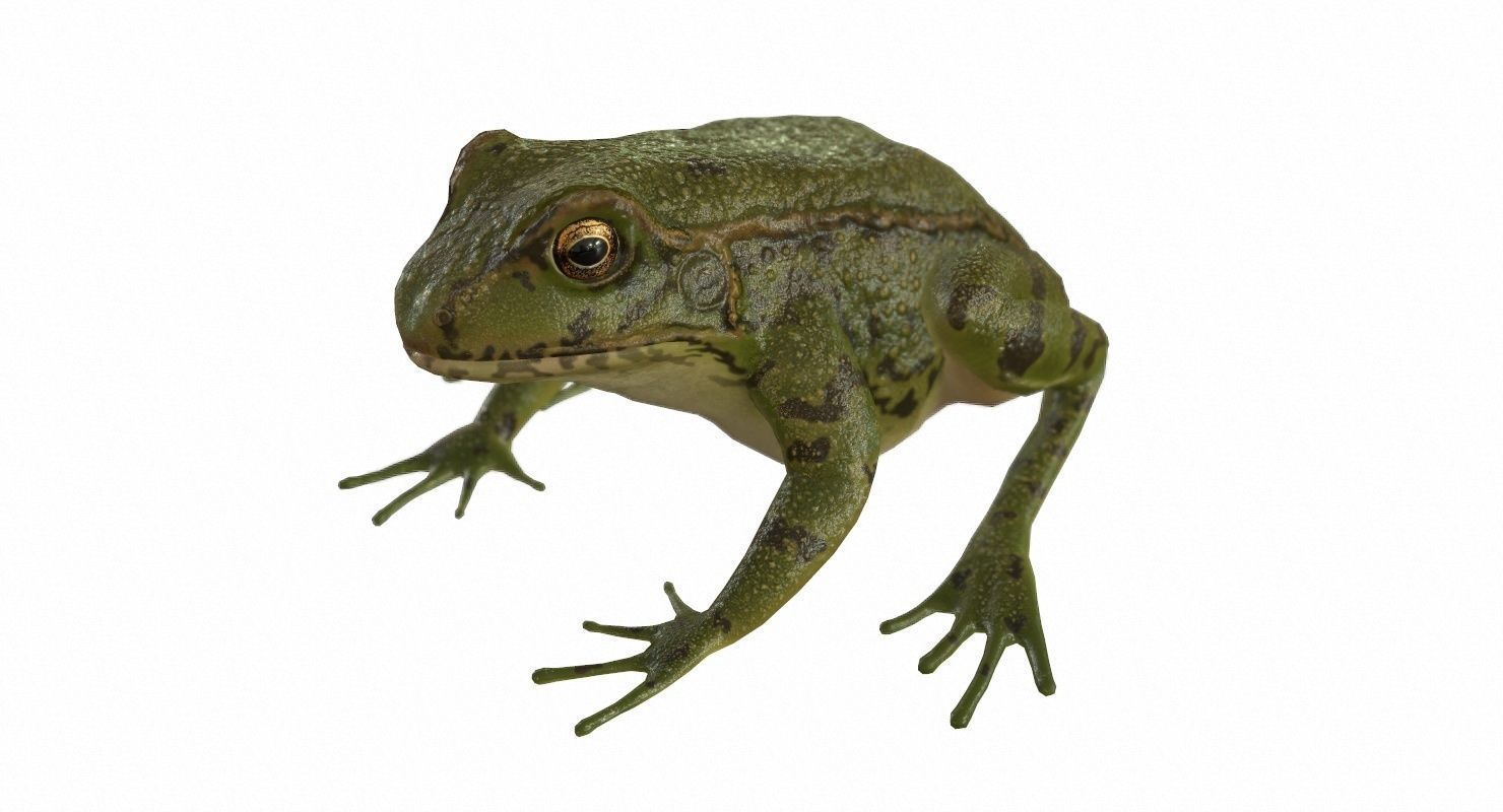 Frogs frog Low-poly 3D model_73