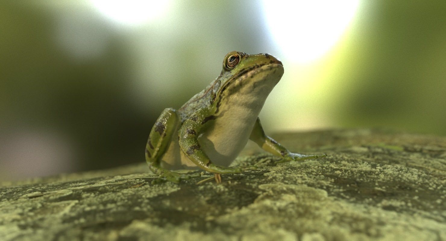 Frogs frog Low-poly 3D model_14