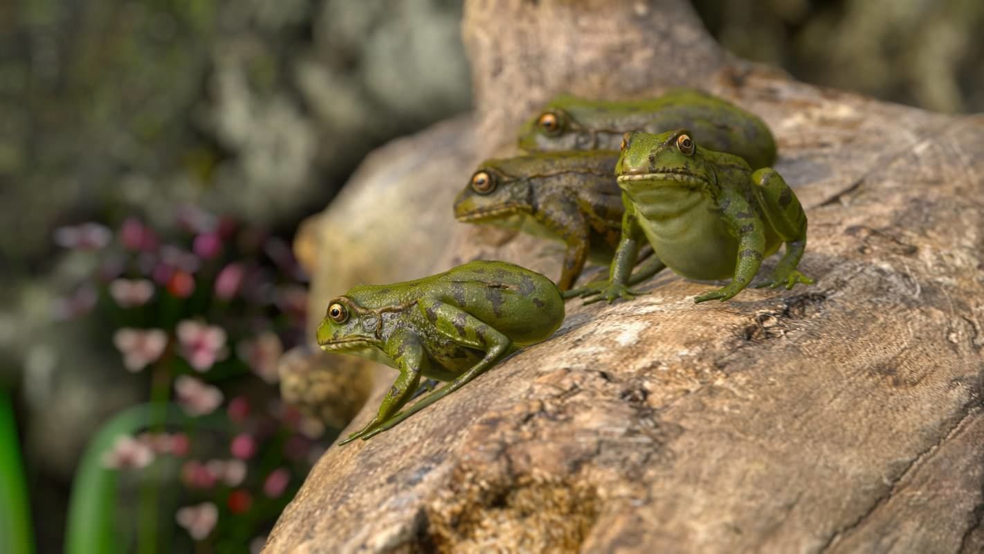 Frogs frog Low-poly 3D model_16