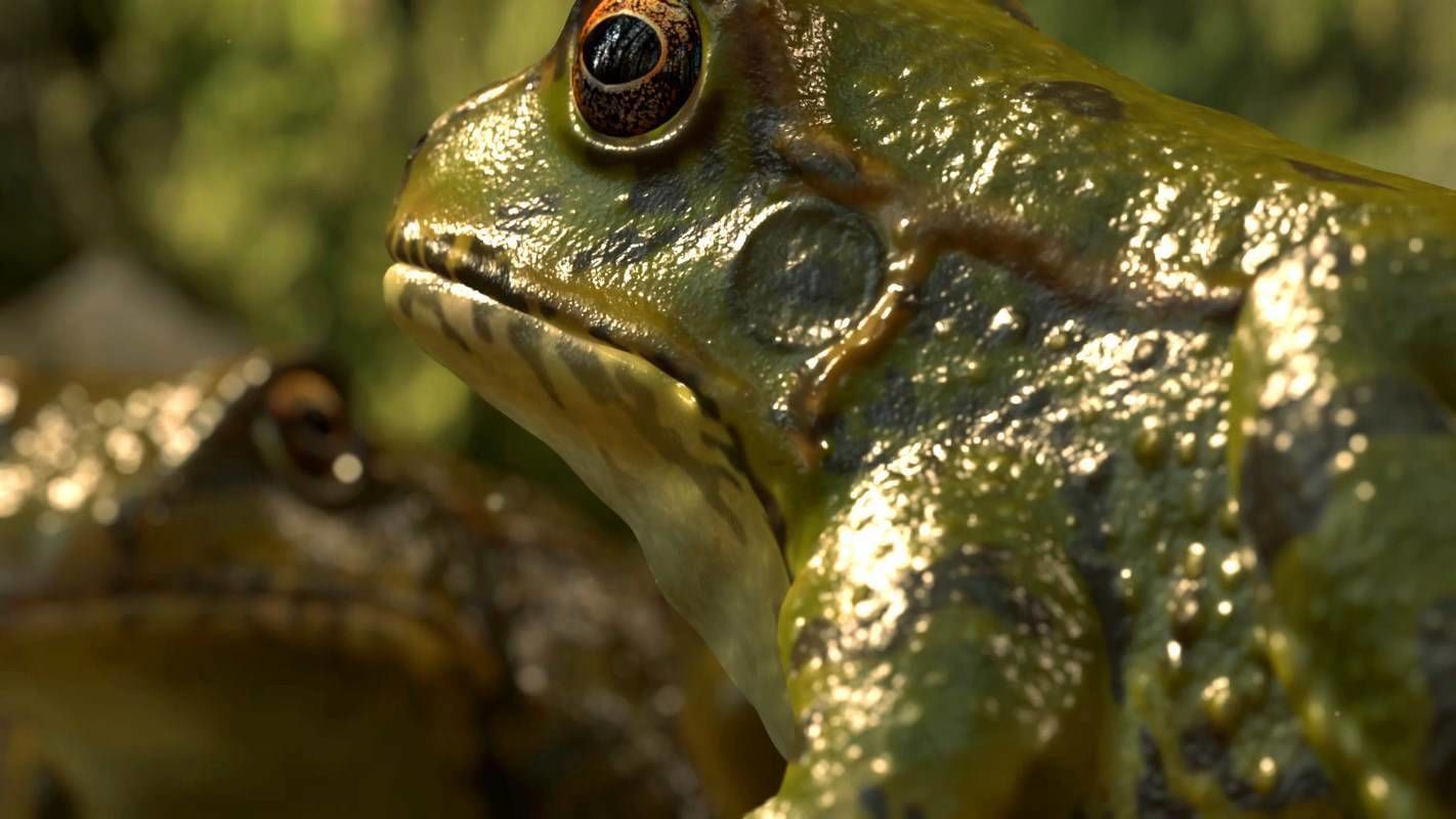 Frogs frog Low-poly 3D model_4