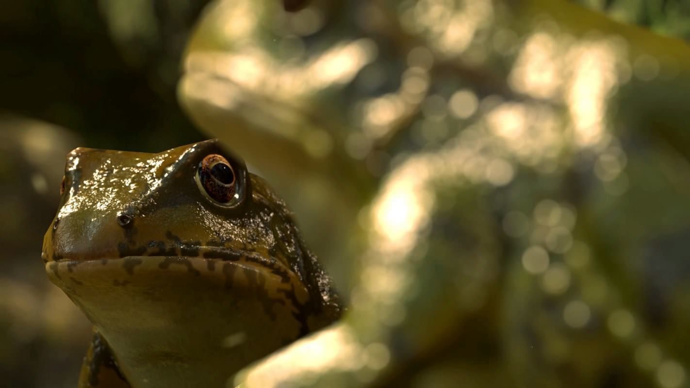 Frogs frog Low-poly 3D model_3