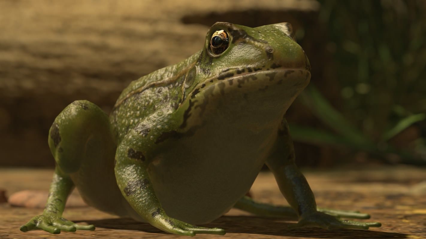 Frogs frog Low-poly 3D model_49