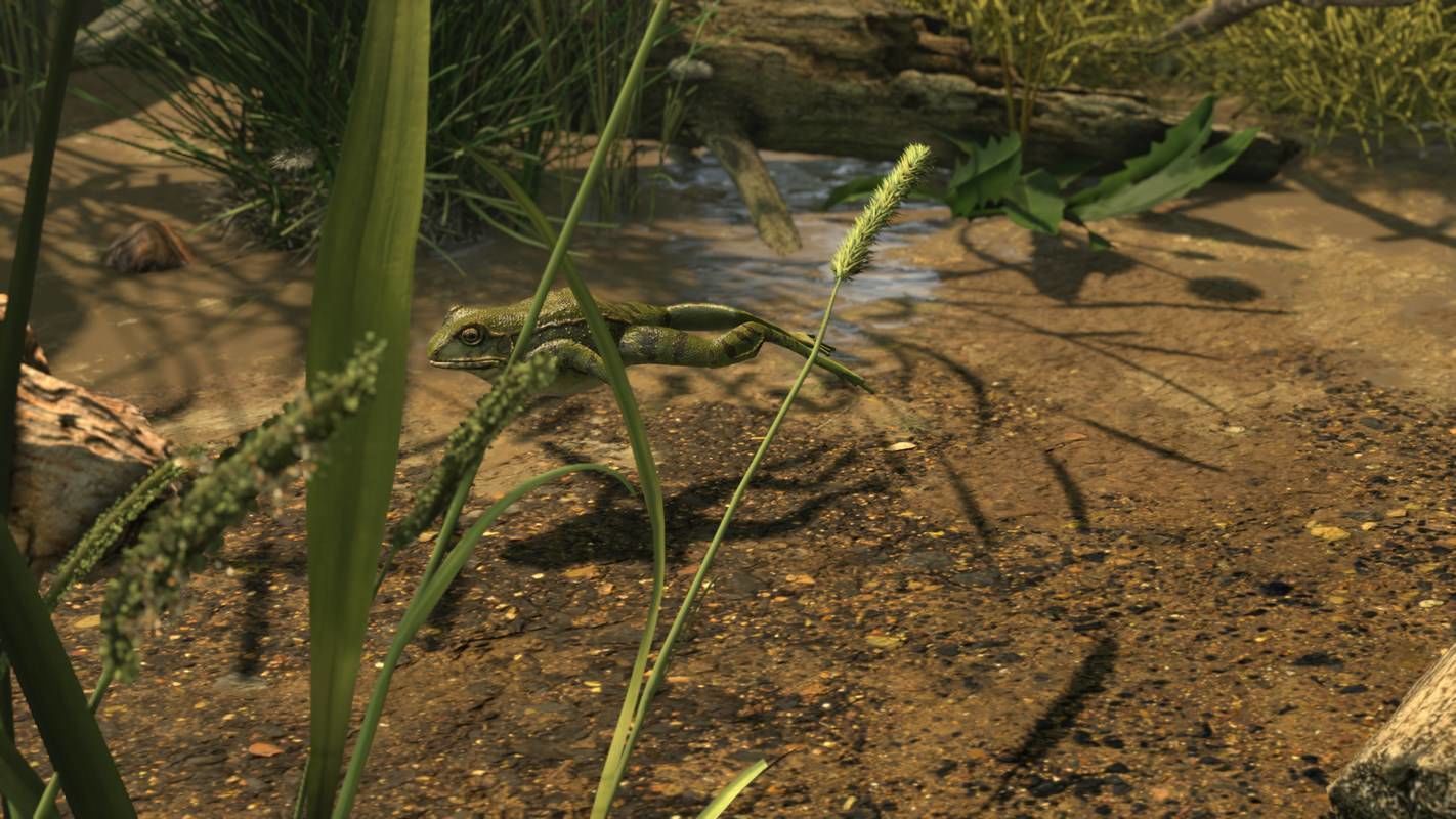 Frogs frog Low-poly 3D model_24