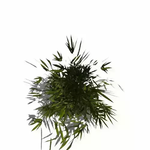 Bush 1 bamboo plant