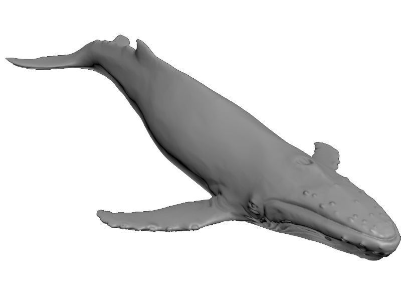 Humback Whale Printable 3D print model_6