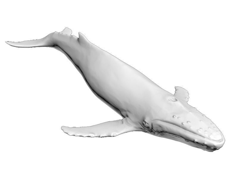 Humback Whale Printable 3D print model_5