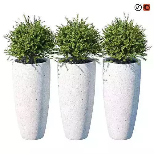 Plant in the pot III 3D model