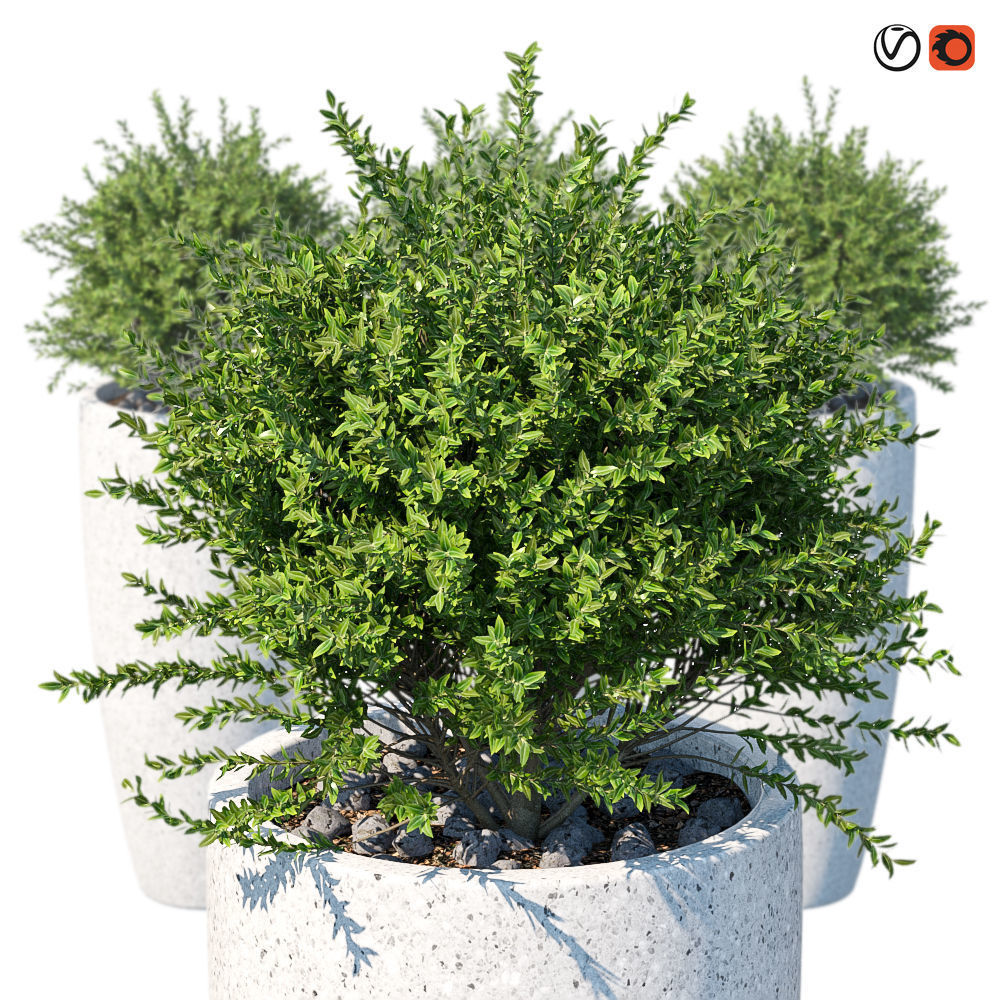 Plant in the pot III 3D model_1