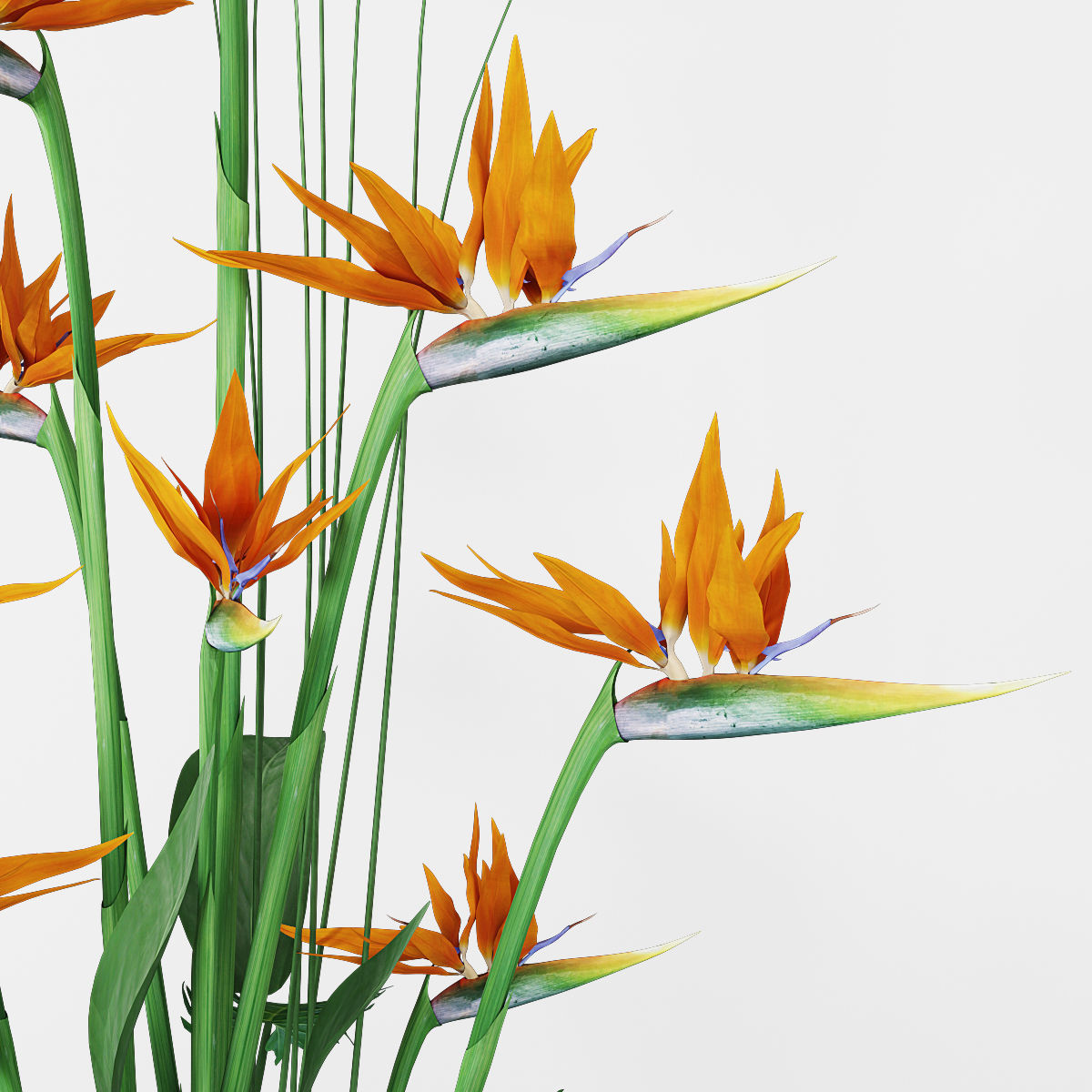 Strelitzia 3 bird of paradise plant in pot 3D model_2