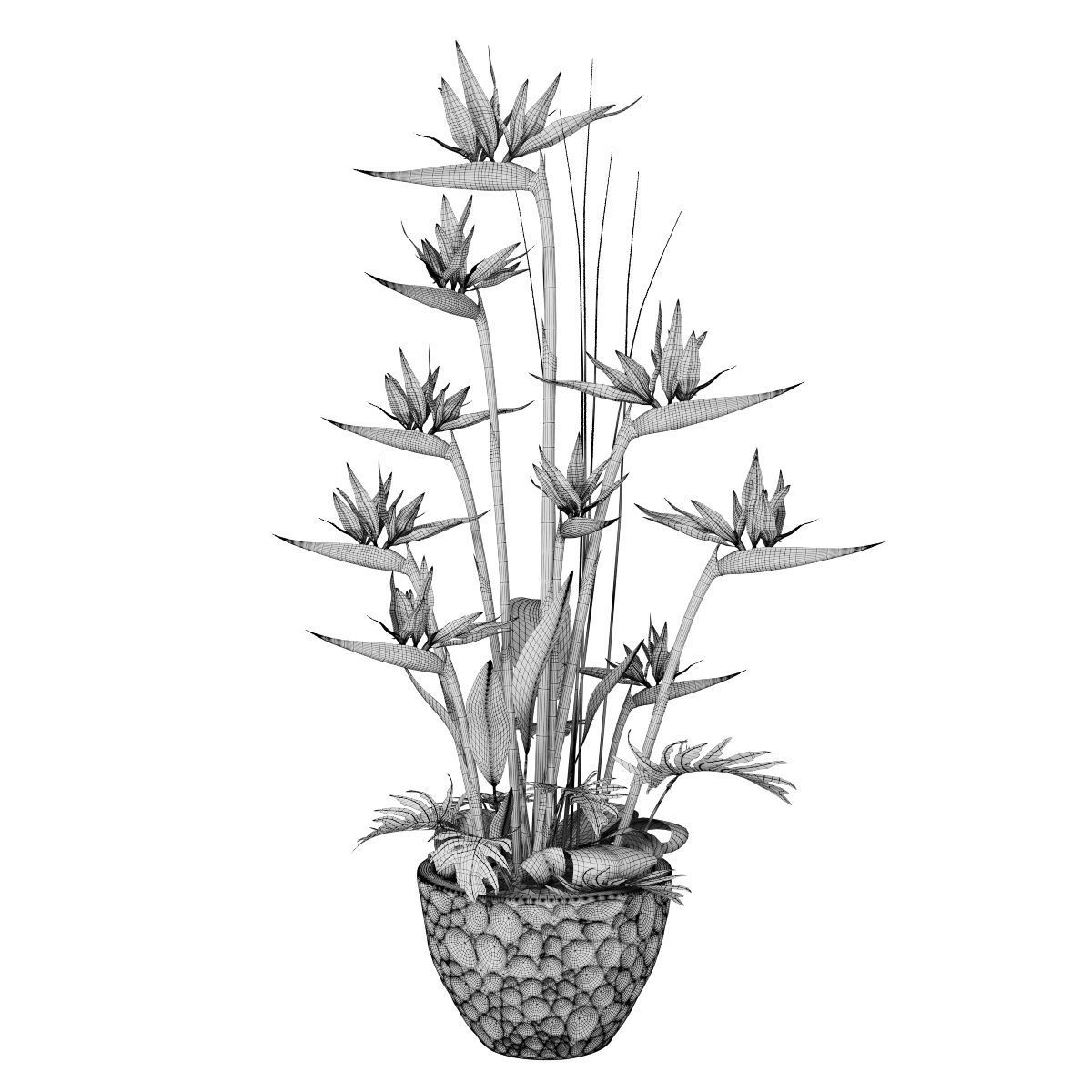 Strelitzia 3 bird of paradise plant in pot 3D model_4