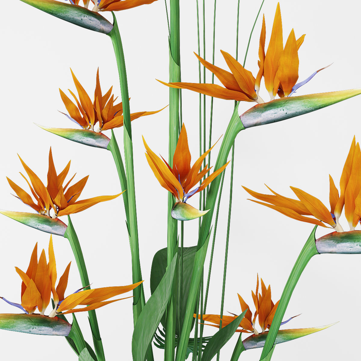 Strelitzia 3 bird of paradise plant in pot 3D model_1