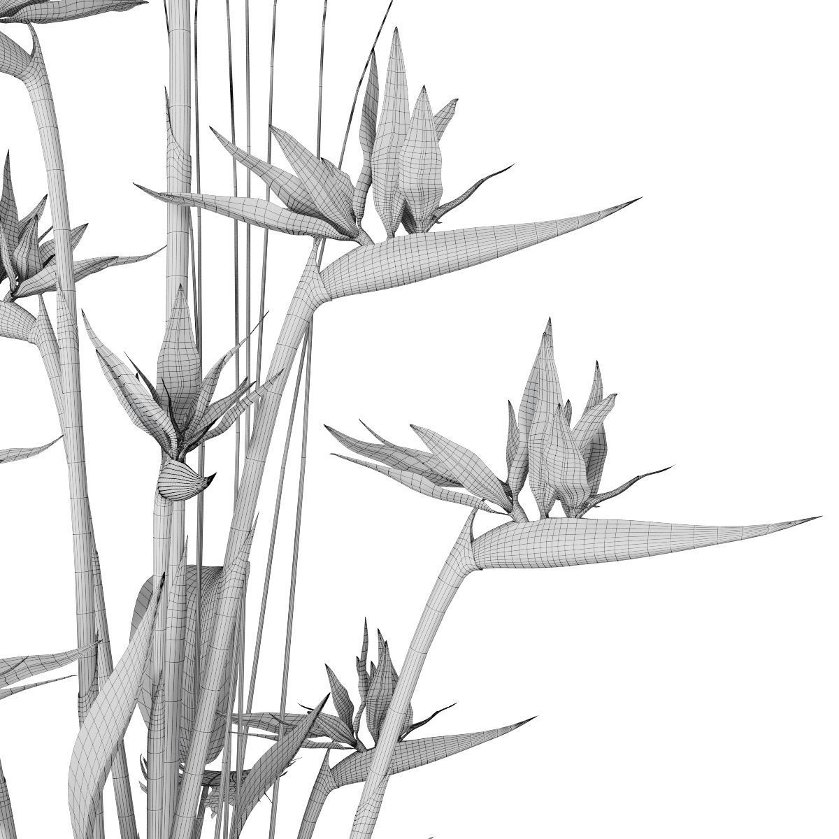 Strelitzia 3 bird of paradise plant in pot 3D model_3