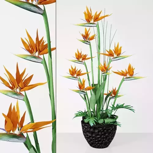 Strelitzia 3 bird of paradise plant in pot 3D model