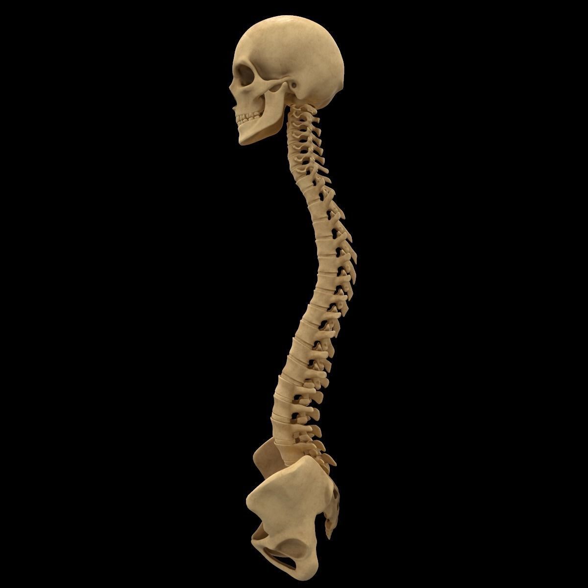 Full Body Skeleton System Anatomy 3D model_17