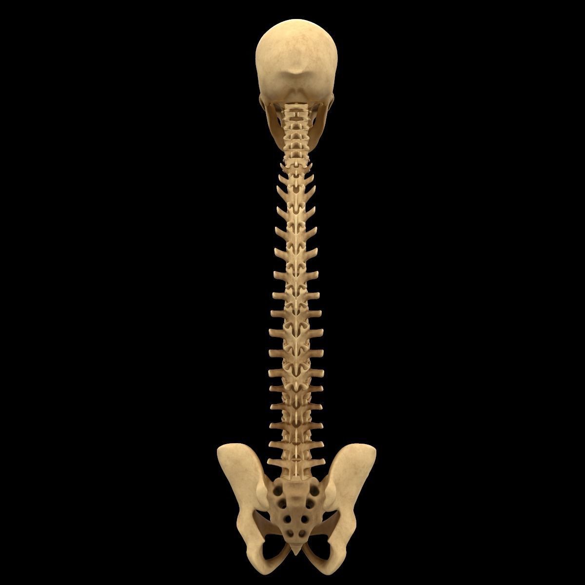 Full Body Skeleton System Anatomy 3D model_18