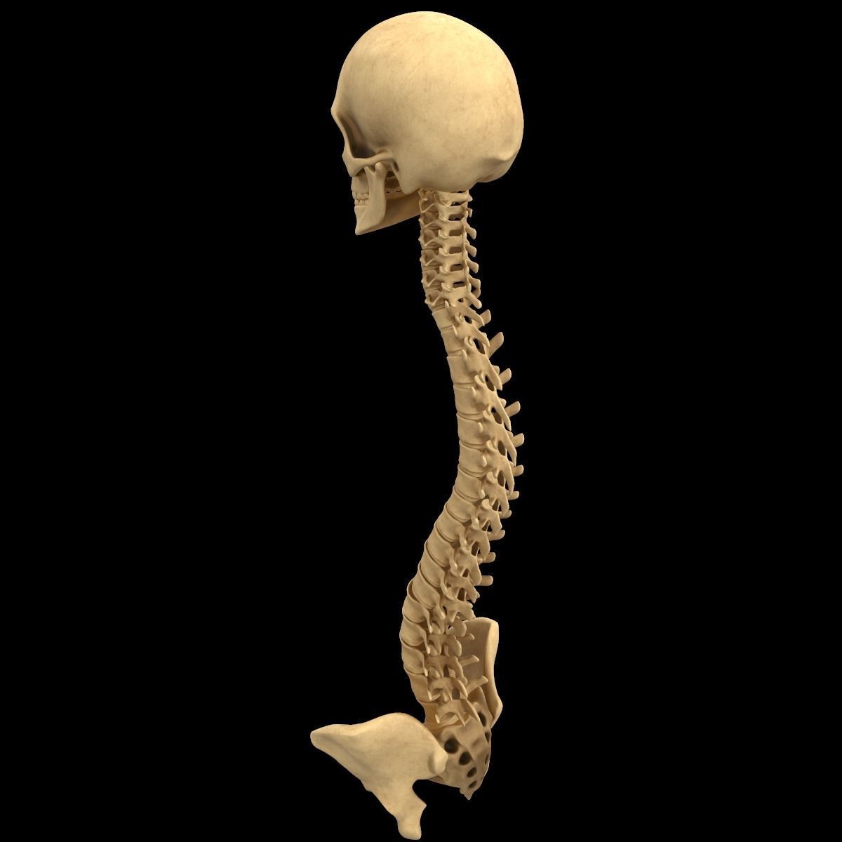 Full Body Skeleton System Anatomy 3D model_20