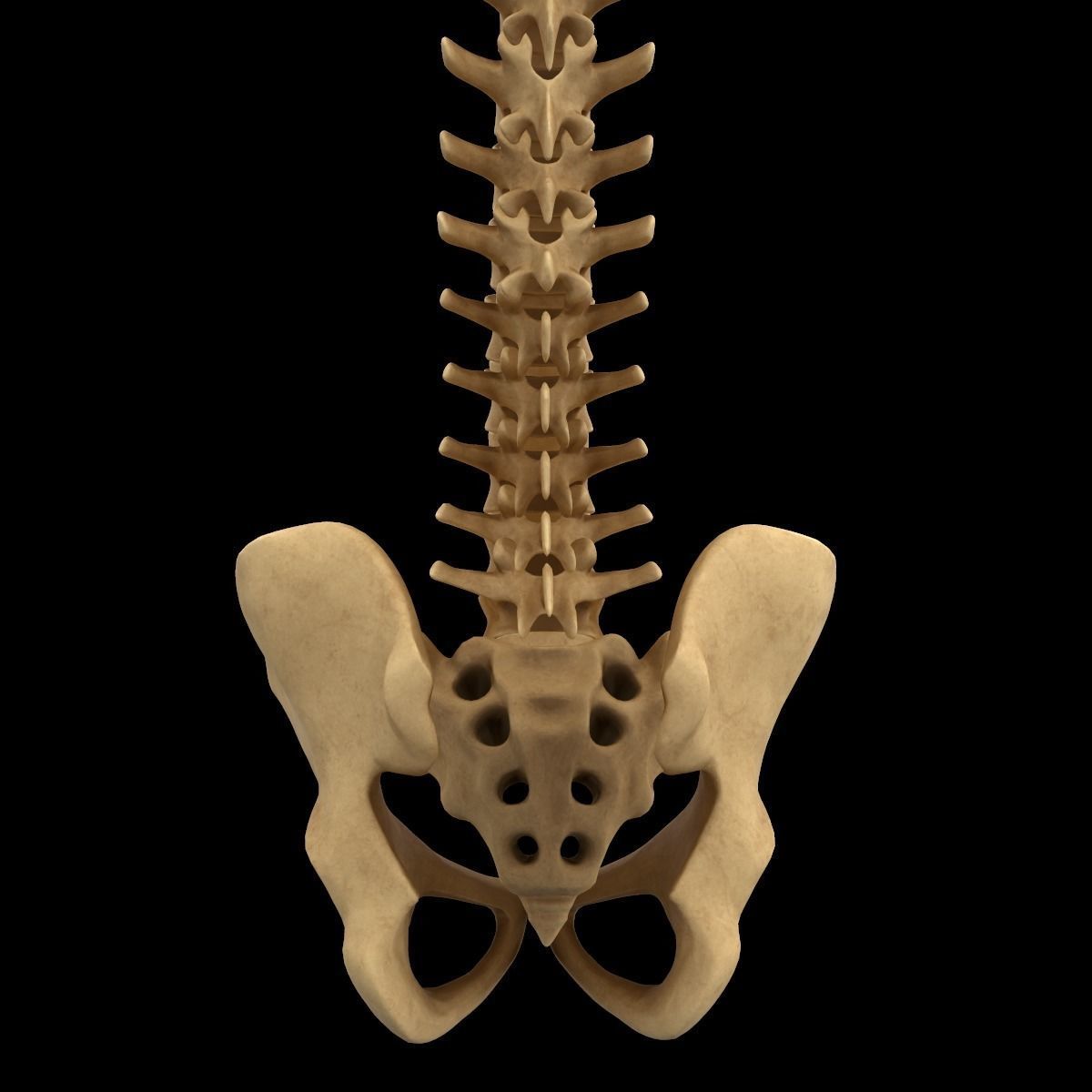 Full Body Skeleton System Anatomy 3D model_36