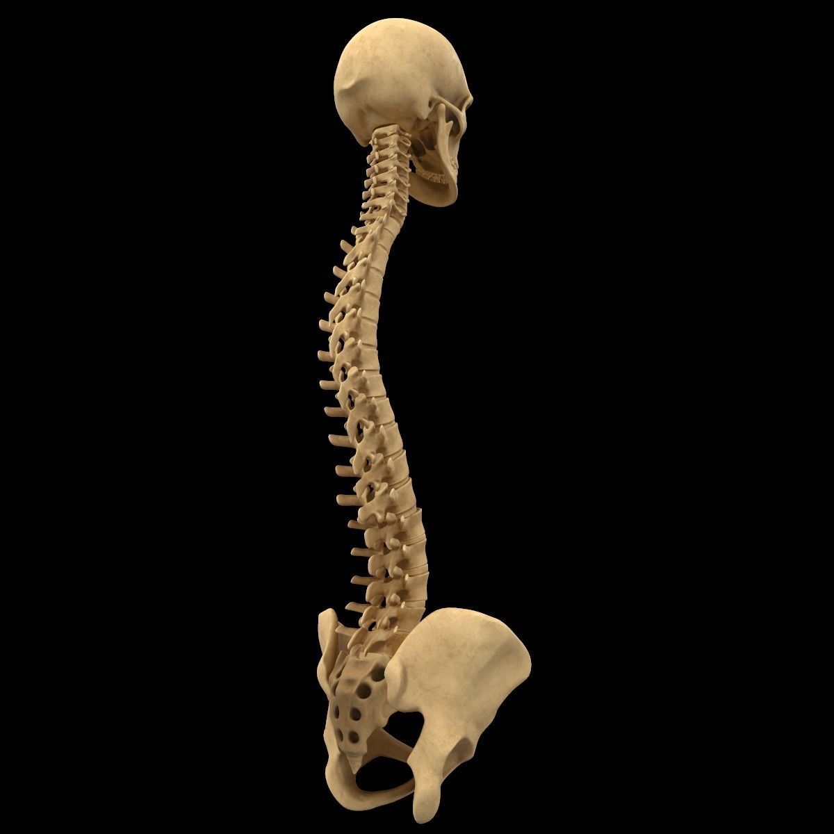 Full Body Skeleton System Anatomy 3D model_21