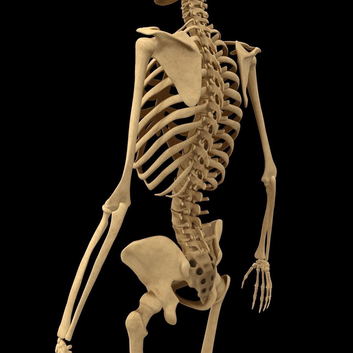 Full Body Skeleton System Anatomy 3D model_8