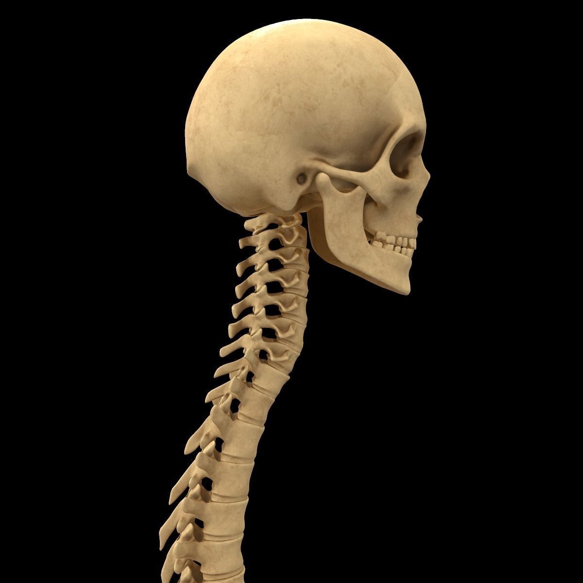 Full Body Skeleton System Anatomy 3D model_22