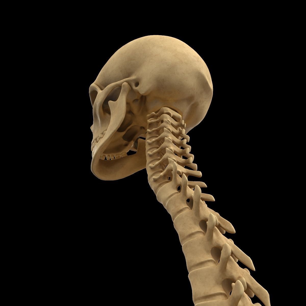 Full Body Skeleton System Anatomy 3D model_23