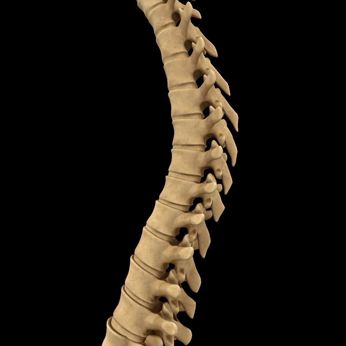 Full Body Skeleton System Anatomy 3D model_44