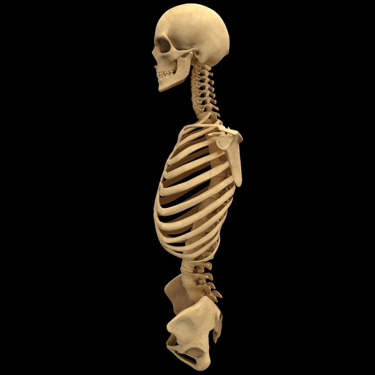 Full Body Skeleton System Anatomy 3D model_43