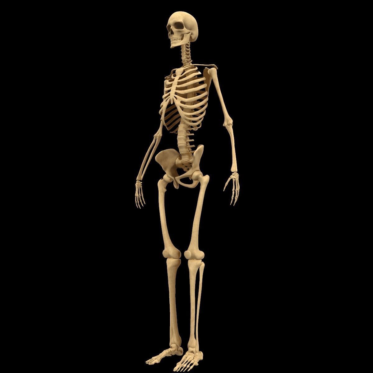 Full Body Skeleton System Anatomy 3D model_3