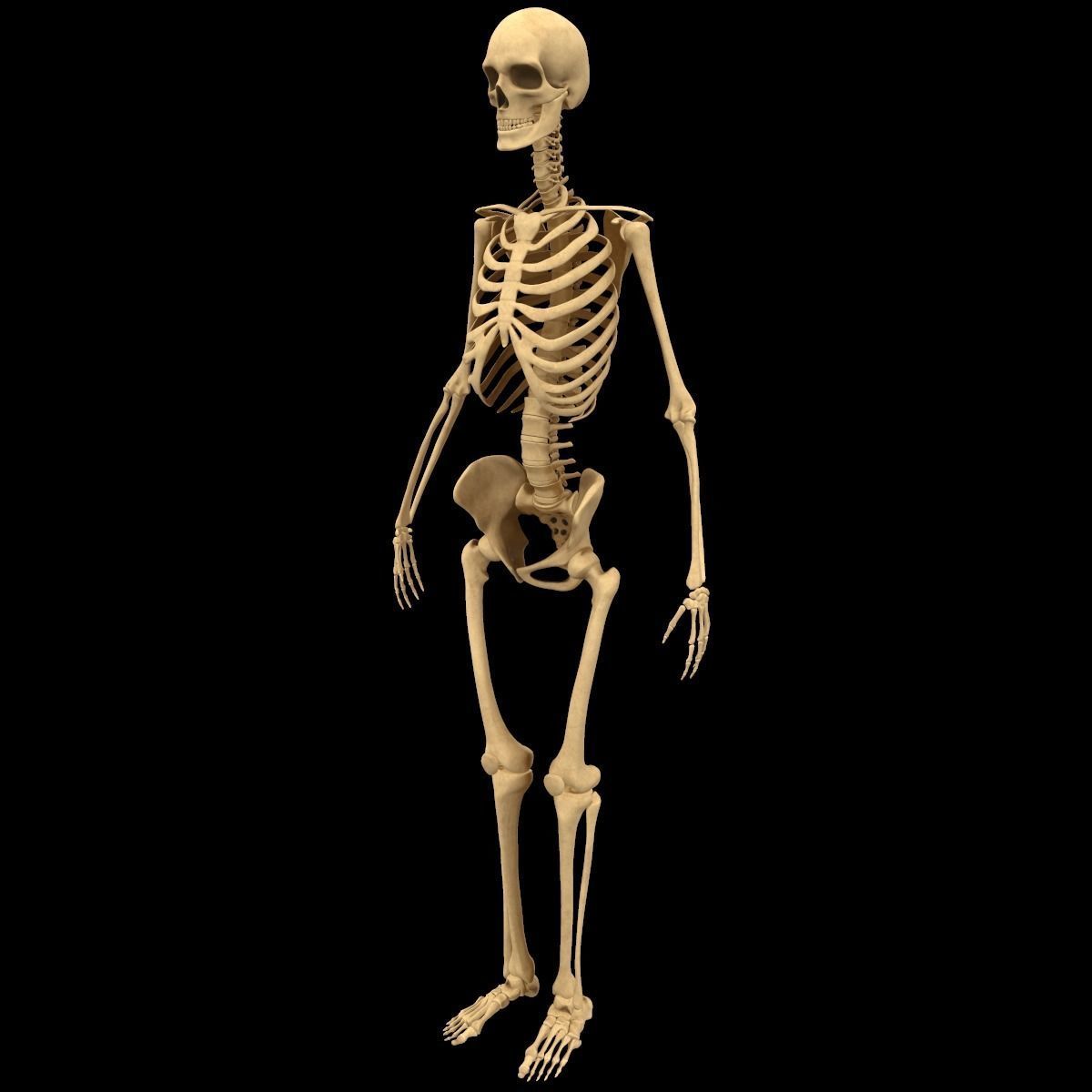 Full Body Skeleton System Anatomy 3D model_1