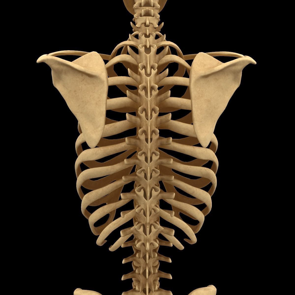 Full Body Skeleton System Anatomy 3D model_15