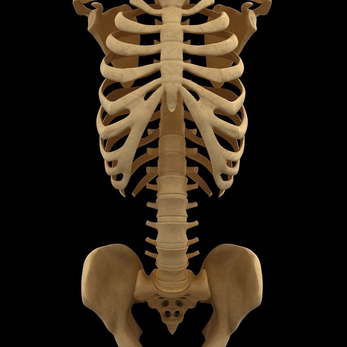 Full Body Skeleton System Anatomy 3D model_11