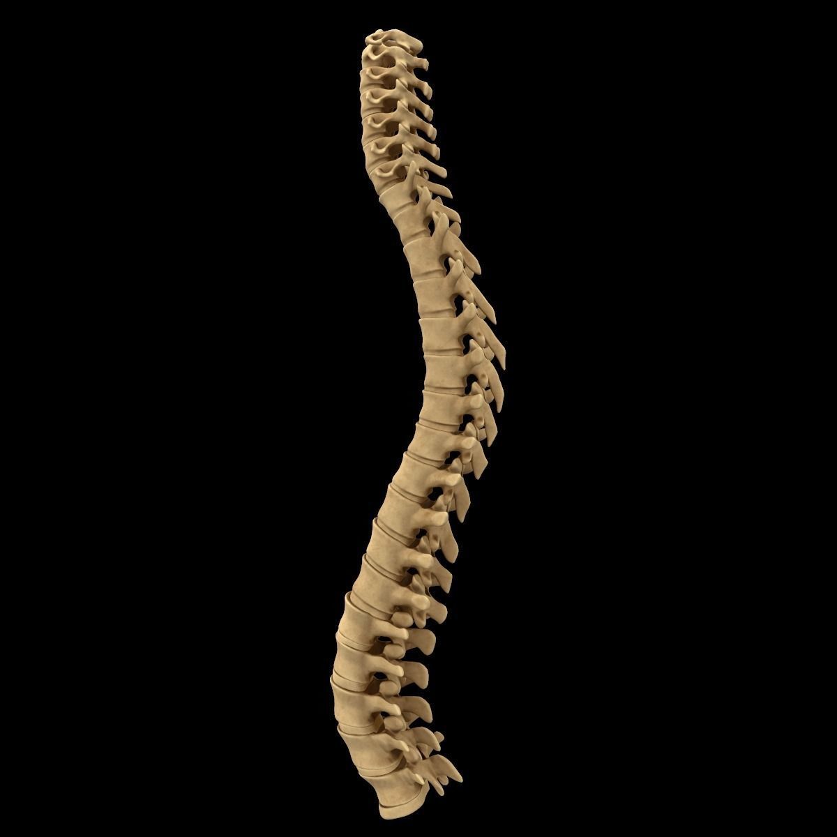 Full Body Skeleton System Anatomy 3D model_41