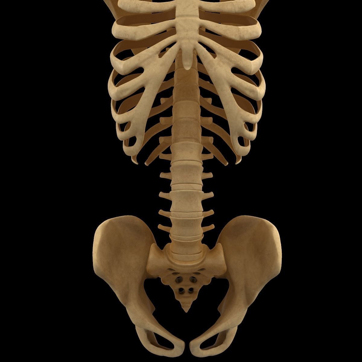 Full Body Skeleton System Anatomy 3D model_12