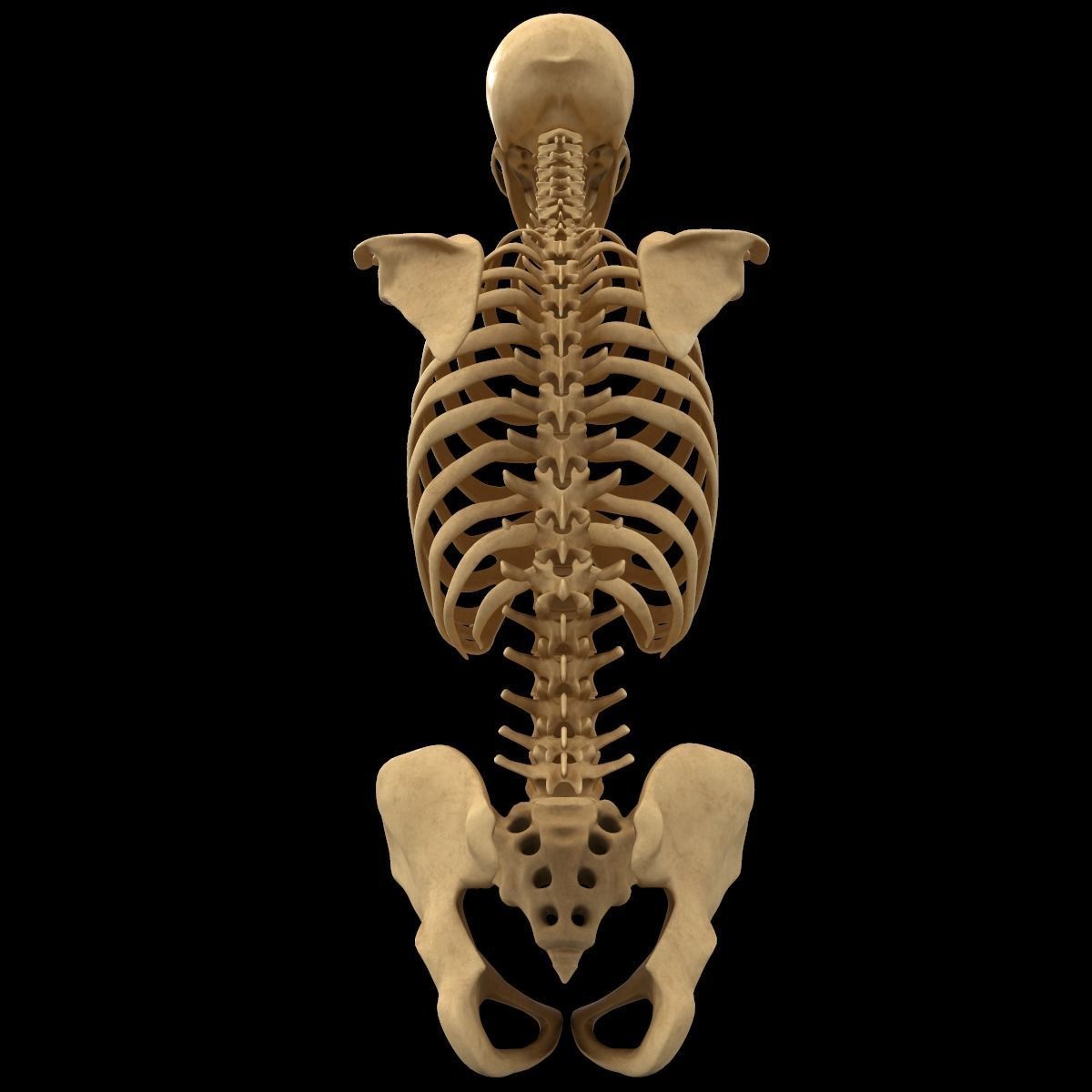 Full Body Skeleton System Anatomy 3D model_37